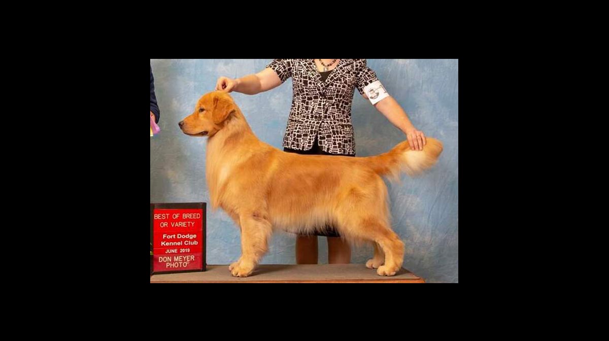 stud dog flint