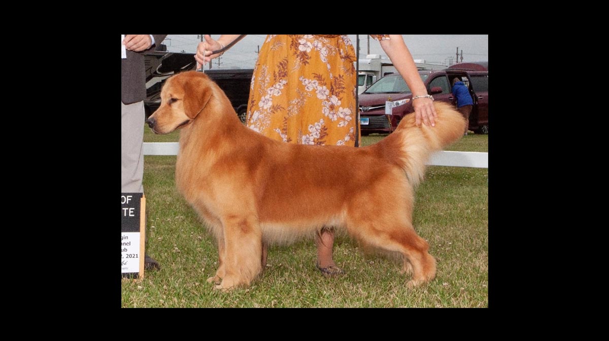 stud dog