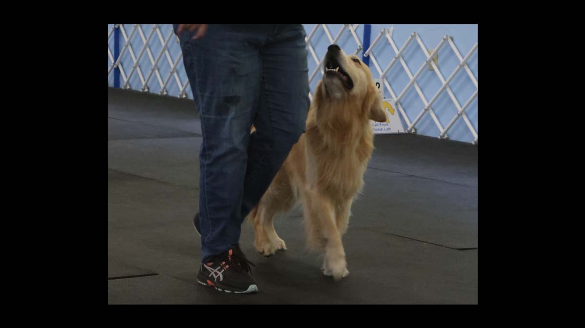 stud dog pilot