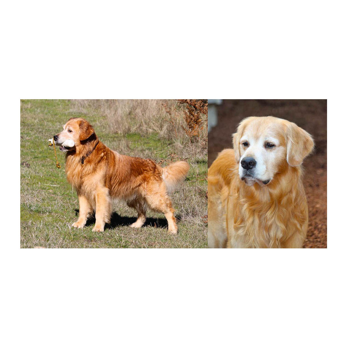 finnegan