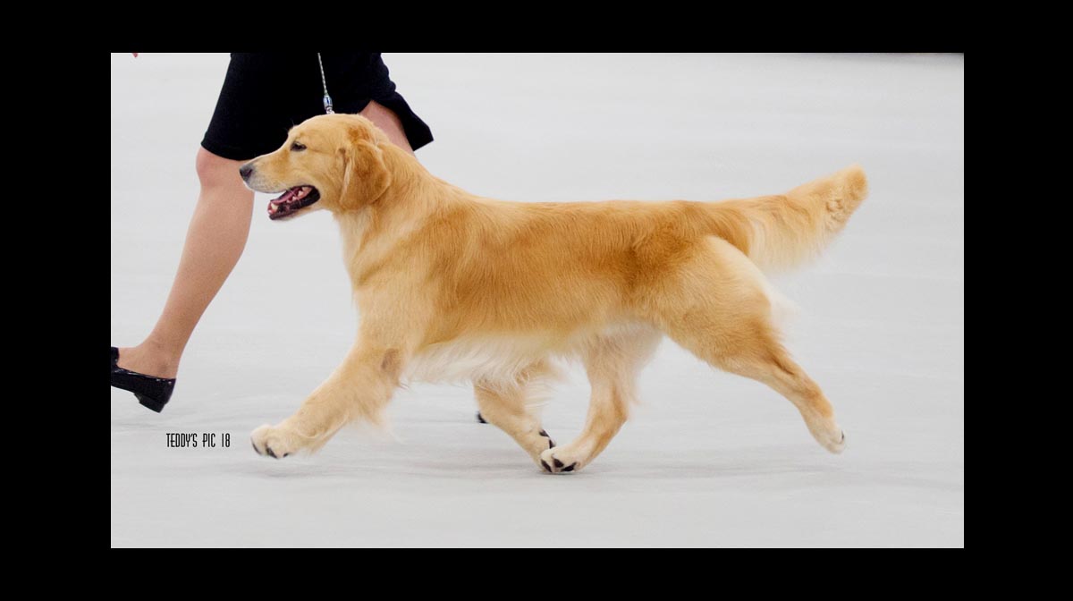 stud dog ballyhoo
