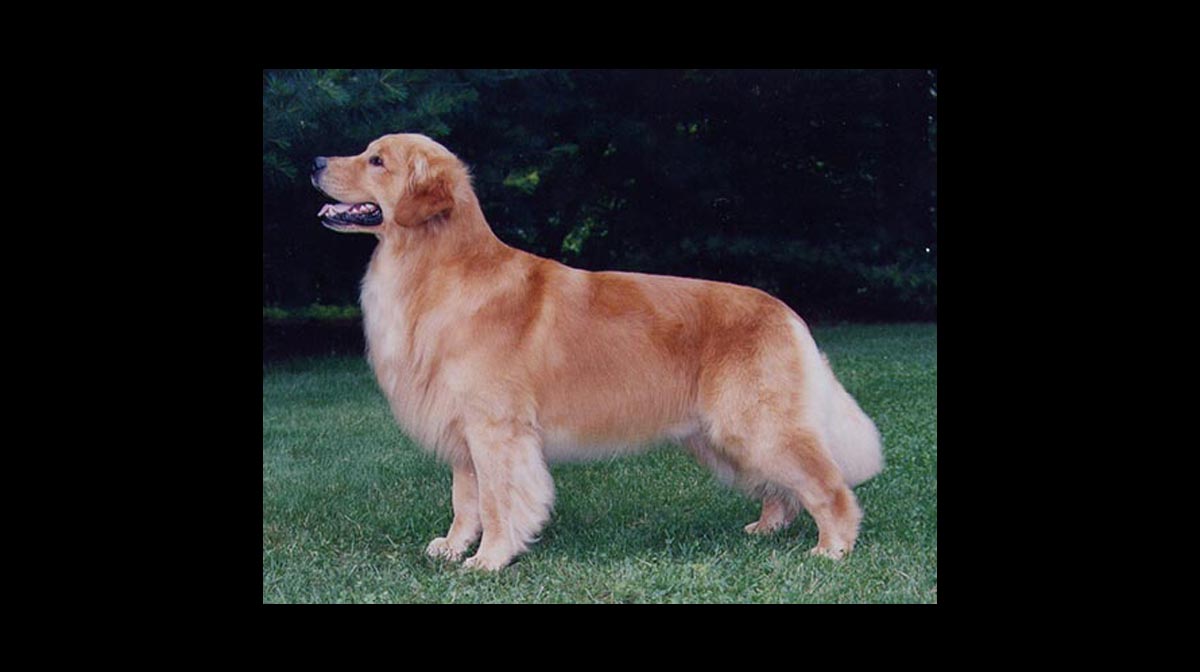 stud dog bang