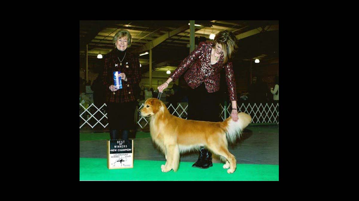 stud dog beaud