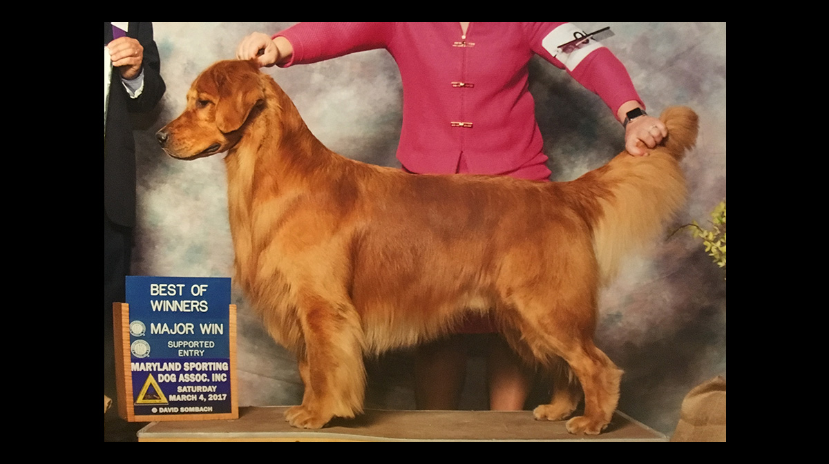 stud dog branson