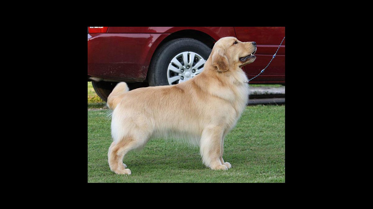 stud dog clooney