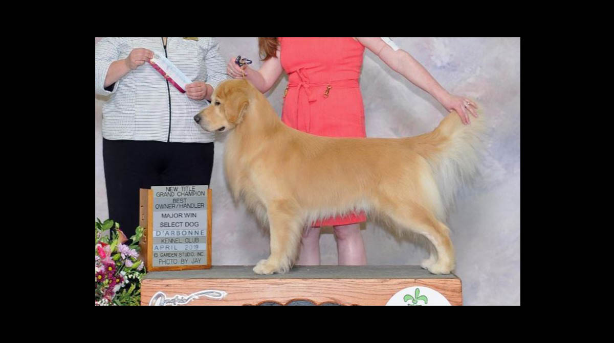 stud dog