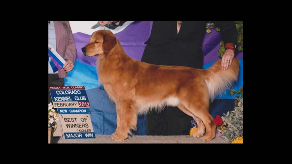 stud dog edward