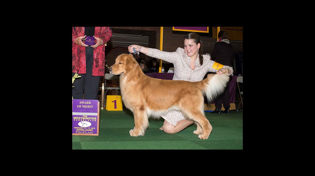 stud dog eros
