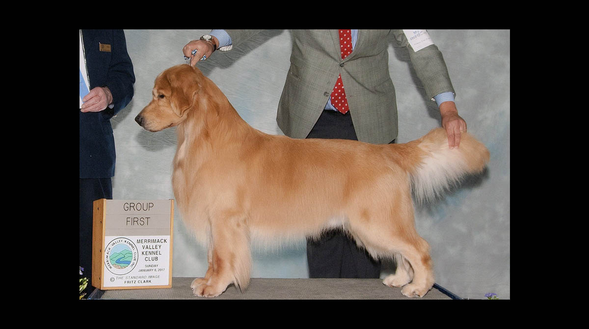stud dog flyer