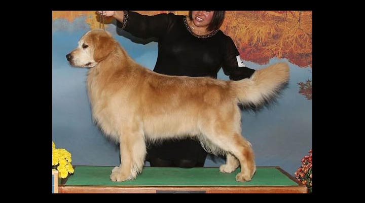 stud dog