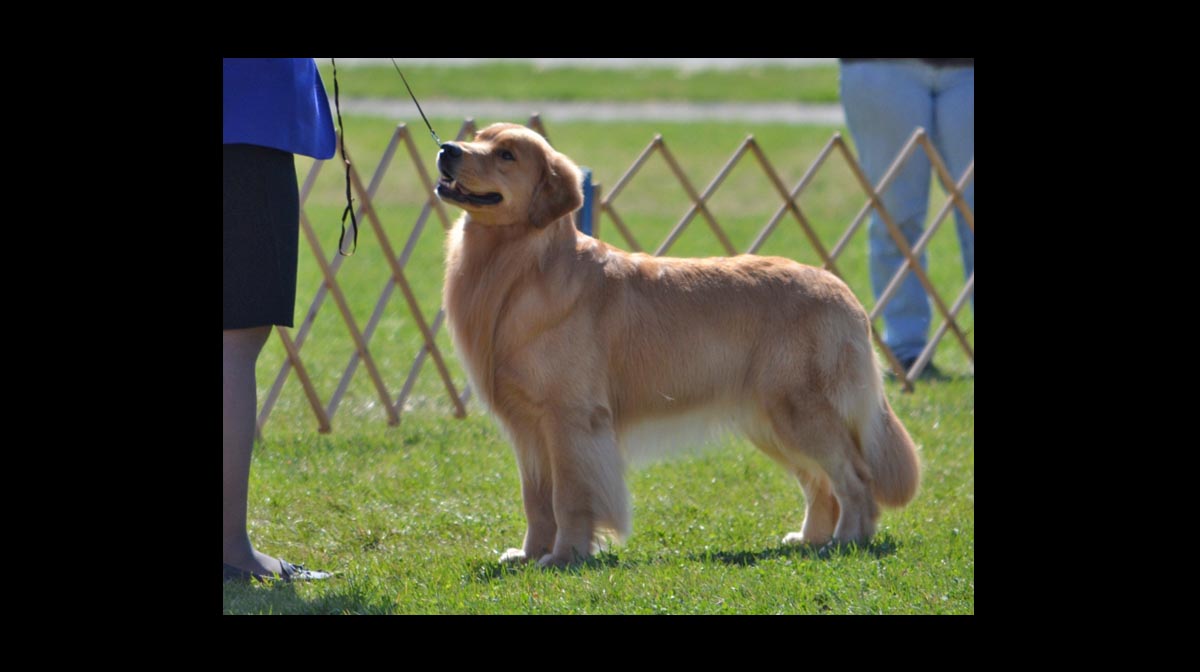 stud dog Larry