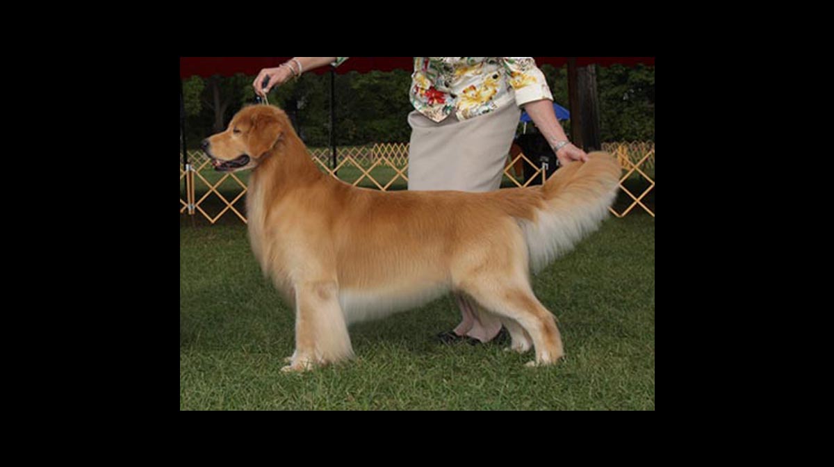 stud dog mariner