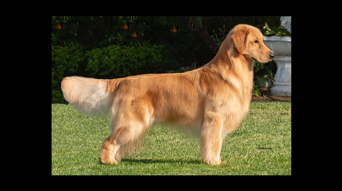 stud dog