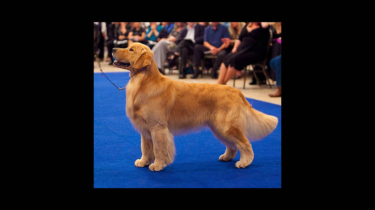 stud dog mystic