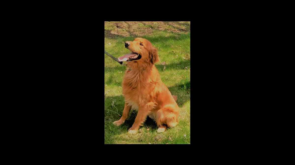 stud dog scout