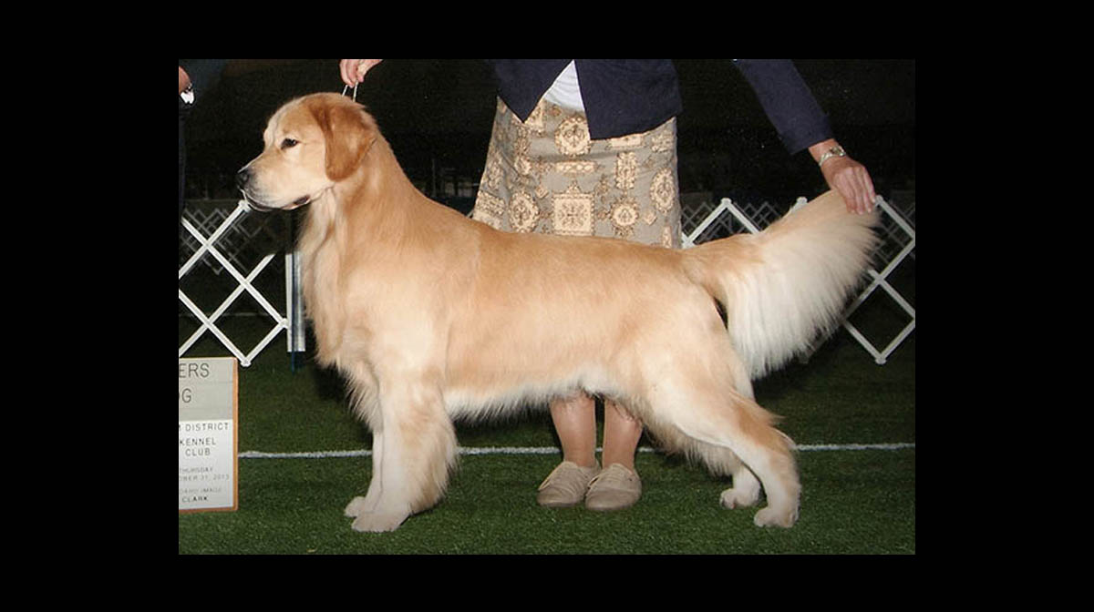 stud dog spenser